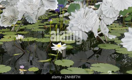 Dale Chihuly's White Persian Pond Skulptur im Waterlily House in Kew Gardens, Richmond, England, Großbritannien Stockfoto