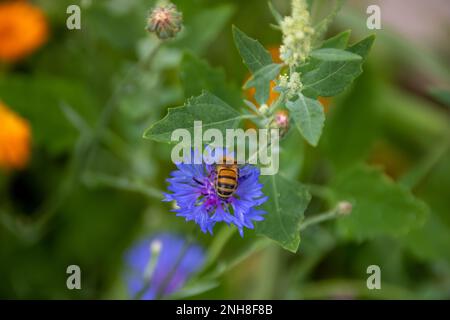 westliche Honigbienen sammeln Pollen aus leuchtend blauen Blüten der Kornblume, auch bekannt als Junggesellen-Knopf Stockfoto