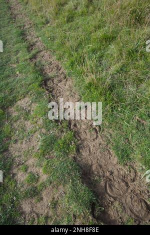 Hufeisenabdrücke auf schmaler Spur Stockfoto