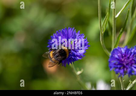 Hummelkäfer sammeln Pollen von leuchtend blauen Blüten der Maisblume, auch bekannt als Junggesellen-Knopf Stockfoto