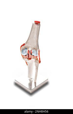 Medizinisches Modell des menschlichen Kniegelenkes isoliert auf weißem Hintergrund Stockfoto