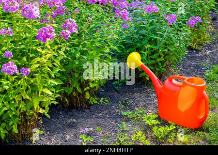 Eine Gießkanne steht neben den Blumen auf dem Boden. Blumen im Garten gießen. Stockfoto