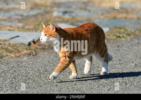 Rote Katze, die im Park spaziert. Stockfoto