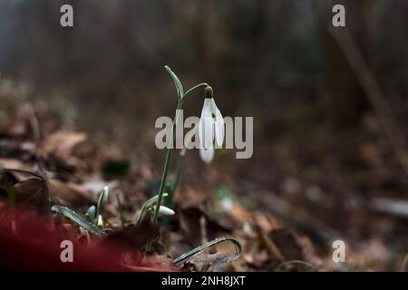 Schneeflocken im Frühling mit Gras und Laub aus nächster Nähe Stockfoto