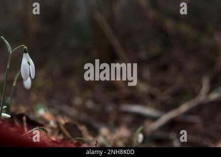 Schneeflocken im Frühling mit Gras und Laub aus nächster Nähe Stockfoto