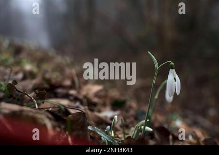 Schneeflocken im Frühling mit Gras und Laub aus nächster Nähe Stockfoto