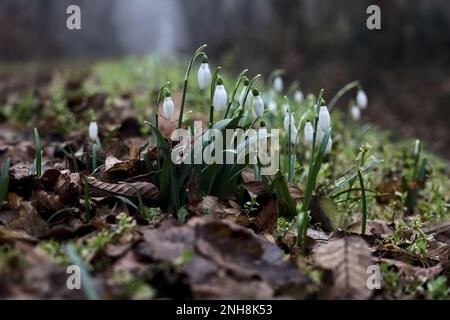 Schneeflocken im Frühling mit Gras und Laub aus nächster Nähe Stockfoto