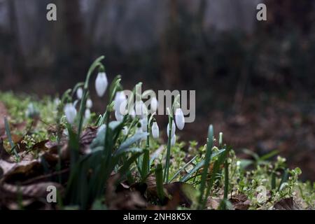 Schneeflocken im Frühling mit Gras und Laub aus nächster Nähe Stockfoto