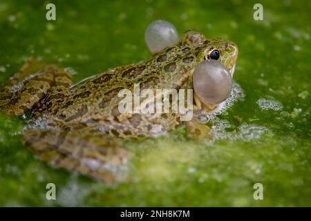 Frosch im Wasser. Ein männlicher Zuchtfrosch weint mit Stimmbissen auf beiden Seiten des Mundes in vegetierten Bereichen. Pelophylax lessonae. Biologische Vielfalt. Stockfoto