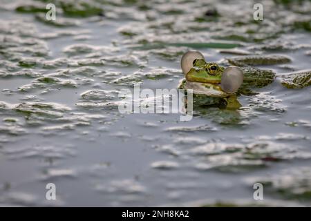 Frosch im Wasser. Ein männlicher Zuchtfrosch weint mit Stimmbissen auf beiden Seiten des Mundes in vegetierten Bereichen. Pelophylax lessonae. Biologische Vielfalt. Stockfoto