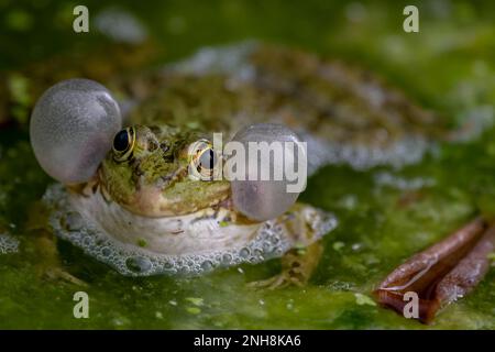 Frosch im Wasser. Ein männlicher Zuchtfrosch weint mit Stimmbissen auf beiden Seiten des Mundes in vegetierten Bereichen. Pelophylax lessonae. Biologische Vielfalt. Stockfoto