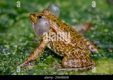 Frosch im Wasser. Ein männlicher Zuchtfrosch weint mit Stimmbissen auf beiden Seiten des Mundes in vegetierten Bereichen. Pelophylax lessonae. Biologische Vielfalt. Stockfoto