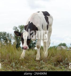 Das eine Gesicht des kleinen Kuhkalbs weiß mit braunen Flecken auf den Augen und die Ohren mit einem leicht schmutzigen Haar, das in die Kamera schaut Stockfoto