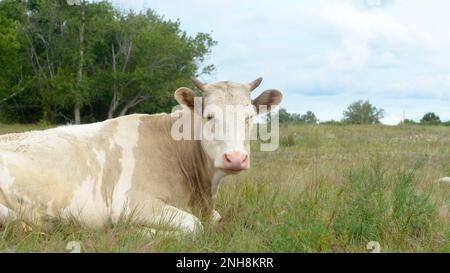 Die Kuh liegt an einem Sommertag auf einem Feld in der Nähe des Waldes. Stockfoto