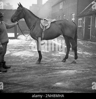 1965, historisch, im Winter und draußen in einem Stallhof, ein Trainer, der ein gut aussehendes Pferd zeigt, vielleicht einen arabischen Hengst, der für einen morgendlichen Winterritt in England, Großbritannien, sattelt. Der Mann trägt Hemd und Krawatte, Pullover, Hut und Reithosen oder Reiterhosen. Stockfoto