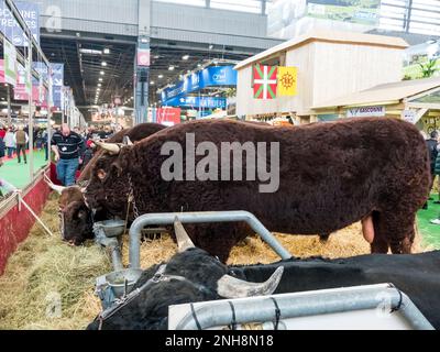 PARIS, FRANKREICH - MÄRZ CIRCA, 2020. Salers Kühe mit großen Hörnern auf dem internationalen Landwirtschaftstreffen in Paris, warten auf den Wettbewerb zu sein Stockfoto