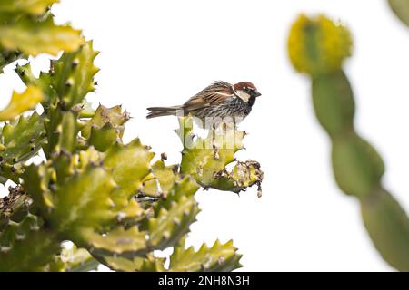 Spanischer Spatzen (Passer hispaniolensis) hoch oben auf der Insel Fuerteventura. Stockfoto