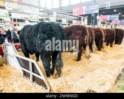 PARIS, FRANKREICH - MÄRZ CIRCA, 2020. Salers Kühe stehen auf Stroh beim internationalen Landwirtschaftstreffen in Paris und warten auf den Wettbewerb Stockfoto