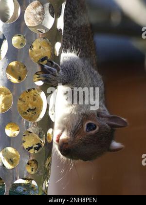 Graue Eichhörnchen am Futterhäuschen Stockfoto