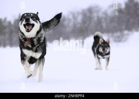 Hunde im Schnee spielen Stockfoto