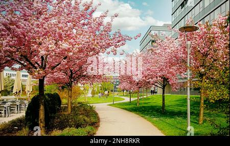 Business Campus Garching in der Nähe von München - Fußgängerweg im Schatten japanischer Kirschbäume Kanzan mit rosa Doppelblumen in voller Blüte Stockfoto