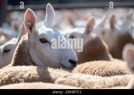 North Country Cheviot Park-Verkauf im Lockerbie Auction Mart, 2021. Dumfries und Galloway, Großbritannien. Stockfoto