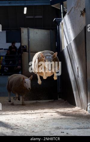 North Country Cheviot Park-Verkauf im Lockerbie Auction Mart, 2021. Dumfries und Galloway, Großbritannien. Stockfoto