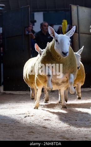 North Country Cheviot Park-Verkauf im Lockerbie Auction Mart, 2021. Dumfries und Galloway, Großbritannien. Stockfoto