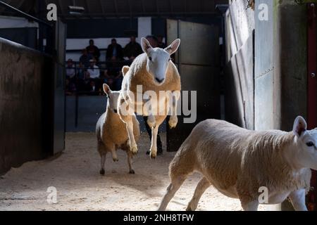 North Country Cheviot Park-Verkauf im Lockerbie Auction Mart, 2021. Dumfries und Galloway, Großbritannien. Stockfoto