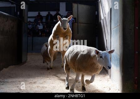 North Country Cheviot Park-Verkauf im Lockerbie Auction Mart, 2021. Dumfries und Galloway, Großbritannien. Stockfoto