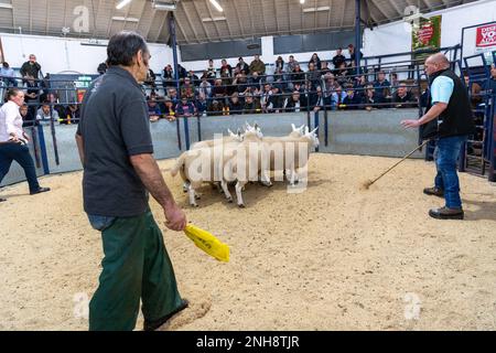 North Country Cheviot Park-Verkauf im Lockerbie Auction Mart, 2021. Dumfries und Galloway, Großbritannien. Stockfoto