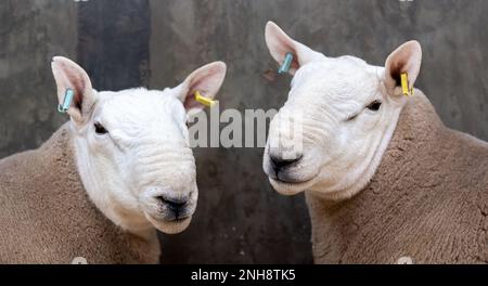 North Country Cheviot Park-Verkauf im Lockerbie Auction Mart, 2021. Dumfries und Galloway, Großbritannien. Stockfoto