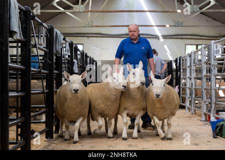 North Country Cheviot Park-Verkauf im Lockerbie Auction Mart, 2021. Dumfries und Galloway, Großbritannien. Stockfoto