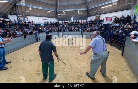 North Country Cheviot Park-Verkauf im Lockerbie Auction Mart, 2021. Dumfries und Galloway, Großbritannien. Stockfoto