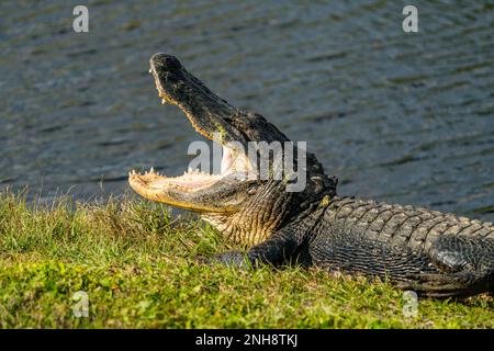 Florida Krokodil Stockfoto