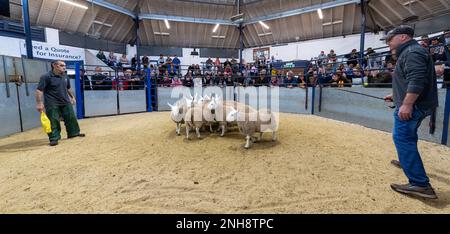 North Country Cheviot Park-Verkauf im Lockerbie Auction Mart, 2021. Dumfries und Galloway, Großbritannien. Stockfoto