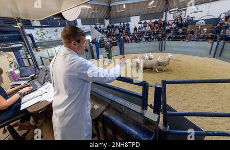 North Country Cheviot Park-Verkauf im Lockerbie Auction Mart, 2021. Dumfries und Galloway, Großbritannien. Stockfoto