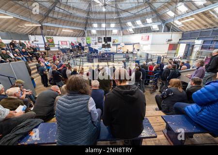 North Country Cheviot Park-Verkauf im Lockerbie Auction Mart, 2021. Dumfries und Galloway, Großbritannien. Stockfoto