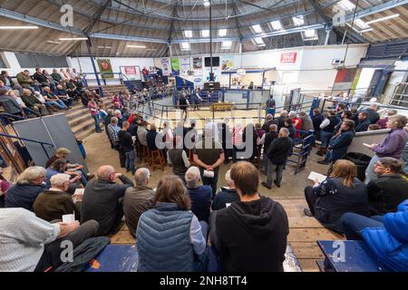 North Country Cheviot Park-Verkauf im Lockerbie Auction Mart, 2021. Dumfries und Galloway, Großbritannien. Stockfoto