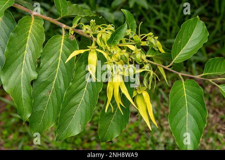 Cananga odorata, Ylang Ylang Flowers of Cananga Tree, Reunion Stockfoto