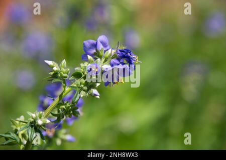 Nahaufnahme der Sommerblume von Polemonium caeruleum, Jacob's Ladder in UK Garden June Stockfoto