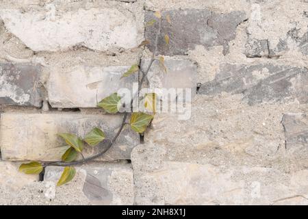 ivy-Zweig an der Wand Stockfoto