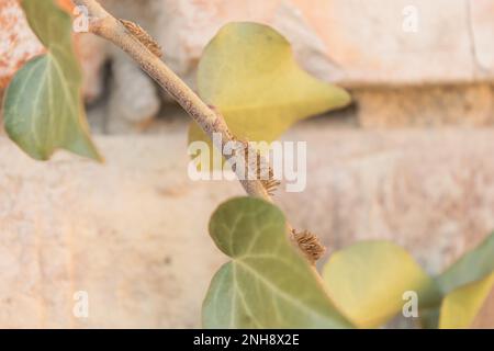 ivy-Wurzel an der Wand Stockfoto