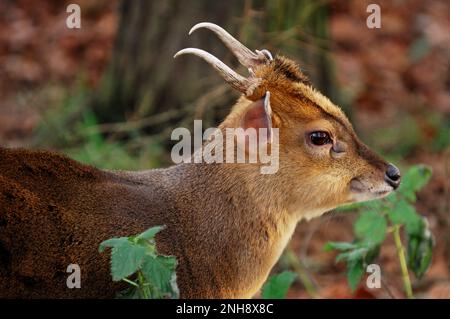 Muntjac Deer (Muntiacus reevesi) in Woodland Enclosure (captive), Fife, Schottland, Januar 2008 Stockfoto