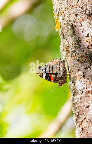 Rote Admiral (Vanessa atalanta), die im Frühling auf einem Baumstamm saß. Stockfoto