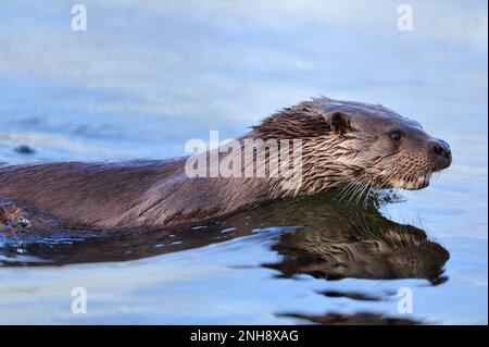 Otter (Lutra lutra), schwimmend parallel zum Ufer, Jagd auf Beute, Roxburghshire, schottische Grenzen, Schottland, März 2000 Stockfoto