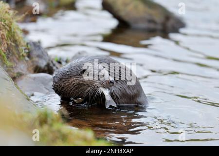 Otter (Lutra lutra) am Flussufer mit frisch alten Braunforellen, Berwickshire, Schottland, Januar 2011 Stockfoto