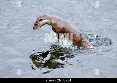 Otter (Lutra lutra) erwachsener „Tümmler“ im schnell fließenden Fluss während der Jagd nach Beute, Roxburghshire, Scottish Borders, Schottland, März 2009 Stockfoto