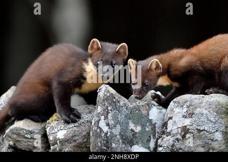 Pine Marten (Martes martes) Jungfische, die auf dem Aigas Estate, Inverness-shire, Schottland, von Erdnüssen angezogen werden, die für rote Eichhörnchen übrig bleiben Stockfoto