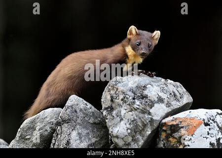 Pine Marten (Martes martes) Jungtiere, die auf dem Aigas Estate, Inverness-shire, Schottland, von Erdnüssen angezogen werden, die für rote Eichhörnchen übrig bleiben Stockfoto